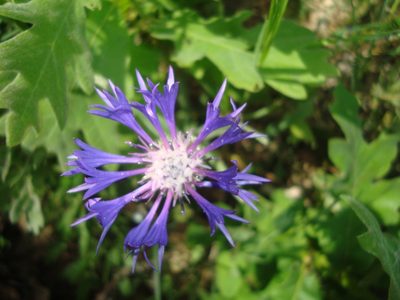 Centaurea graminifolia, photographed by Daniel Heras González