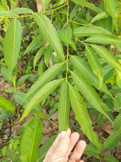 Nectandra cuspidata, photographed by keesgroenendijk