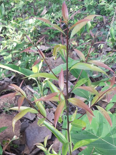 Nectandra cuspidata, photographed by keesgroenendijk