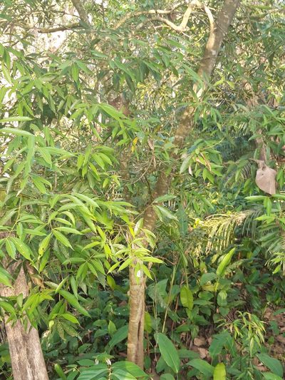 Nectandra cuspidata, photographed by keesgroenendijk