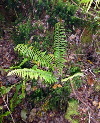 Asplenium caudatum, photographed by Peter de Lange