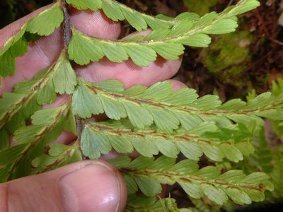 Asplenium caudatum, photographed by Peter de Lange