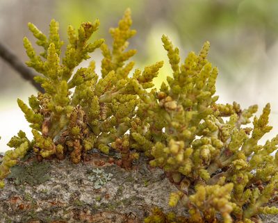 Arceuthobium campylopodum, photographed by Megan Ralph
