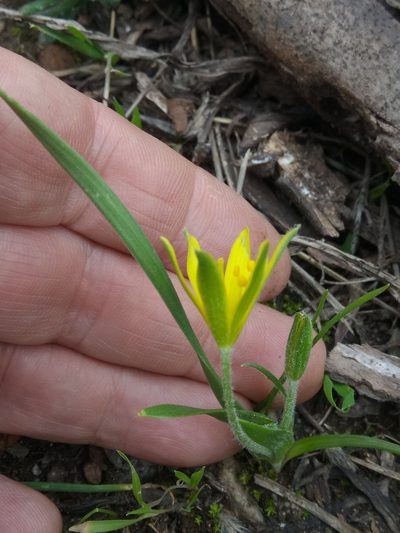 Gagea granatellii, photographed by Karim Haddad