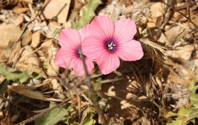 Linum pubescens, photographed by Dieter Schulten