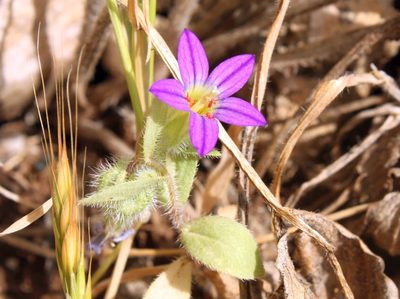 Campanula hierosolymitana, photographed by Dieter Schulten