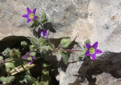 Campanula hierosolymitana, photographed by Dieter Schulten