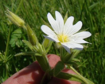 Cerastium nemorale, photographed by Юрий Данилевский (Yuriy Danilevsky)