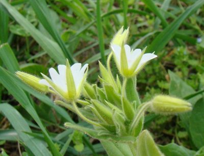 Cerastium nemorale, photographed by Юрий Данилевский (Yuriy Danilevsky)