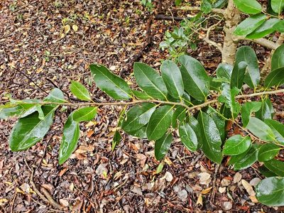 Drypetes diversifolia, photographed by Tom Field