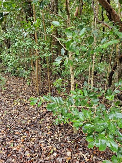 Drypetes diversifolia, photographed by Tom Field