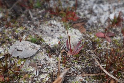 Xyris flabelliformis, photographed by brycelee
