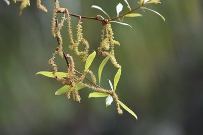 Quercus laurifolia, photographed by Mike Ostrowski