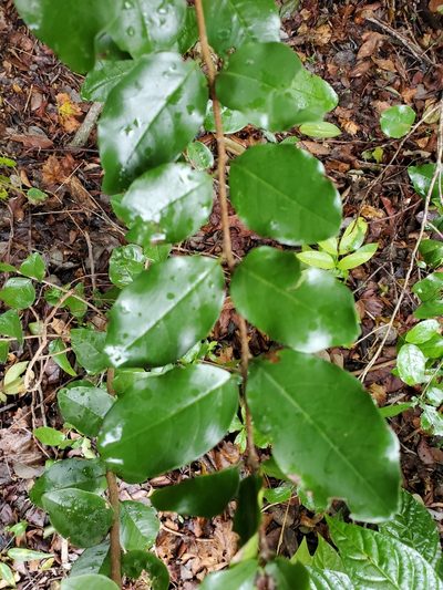 Krugiodendron ferreum, photographed by Tom Field