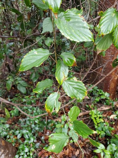 Gouania lupuloides, photographed by Tom Field