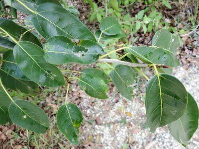 Ficus citrifolia, photographed by Tom Field