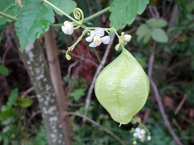 Cardiospermum corindum, photographed by Tom Field