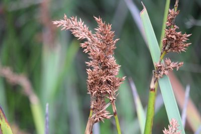 Lepidosperma gladiatum, photographed by Tim