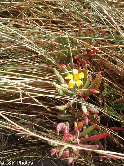 Oxalis san-miguelii, photographed by lallen