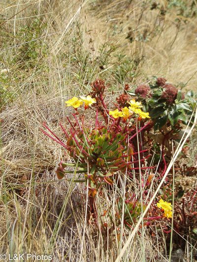 Oxalis san-miguelii, photographed by lallen