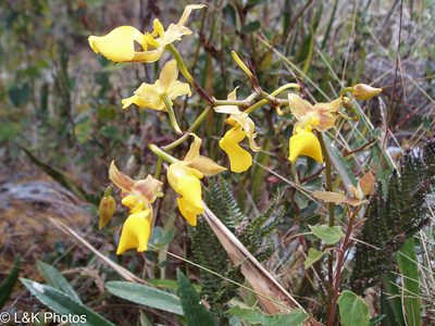 Cyrtochilum aureum, photographed by lallen