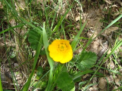 Geum sylvaticum, photographed by Daniel Heras González