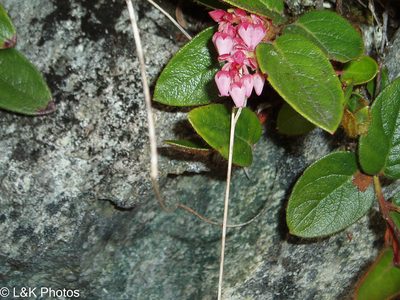 Gaultheria glomerata, photographed by lallen
