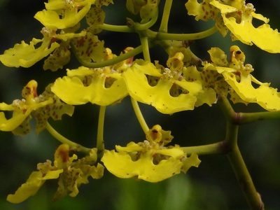 Trichocentrum cavendishianum, photographed by Grete Pasch