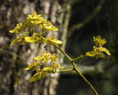 Trichocentrum cavendishianum, photographed by Grete Pasch