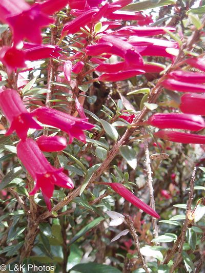 Demosthenesia mandonii, photographed by lallen