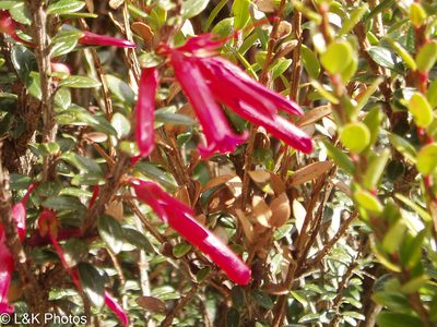 Demosthenesia mandonii, photographed by lallen