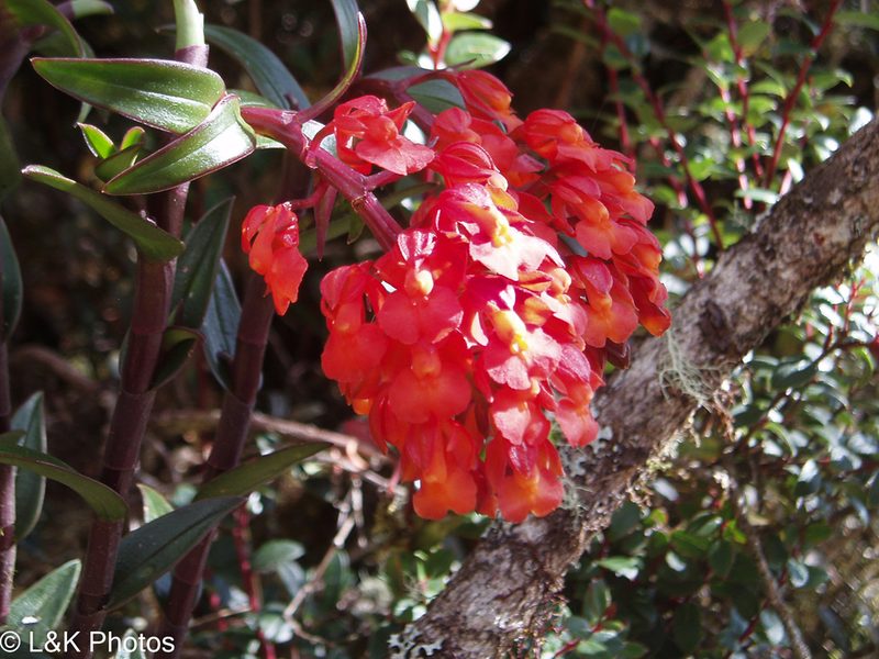 Epidendrum ardens, photographed by lallen