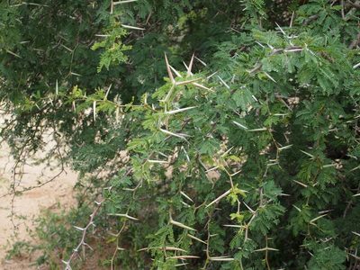 Vachellia grandicornuta, photographed by Trey Philips