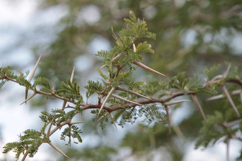 Vachellia grandicornuta, photographed by Trey Philips