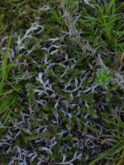 Selaginella sellowii, photographed by Andres Cavallo