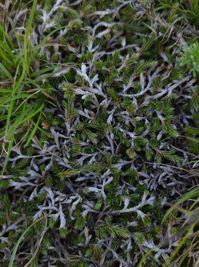 Selaginella sellowii, photographed by Andres Cavallo