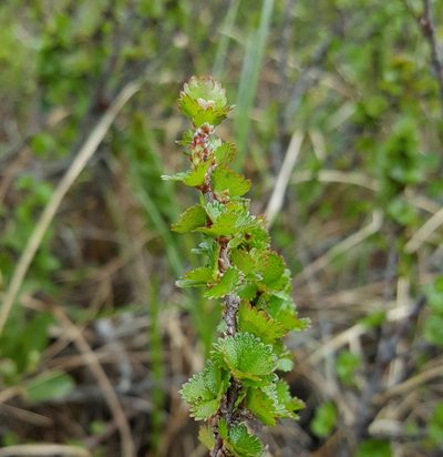 Betula michauxii