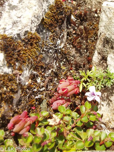Oxalis san-miguelii, photographed by lallen