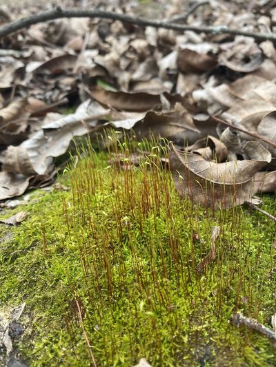 Hygroamblystegium varium, photographed by Brand R