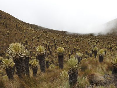 Espeletia hartwegiana, photographed by Cristian Antonio Calderón López