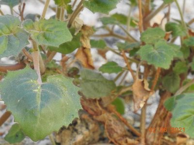 Chylismia cardiophylla, photographed by Diana