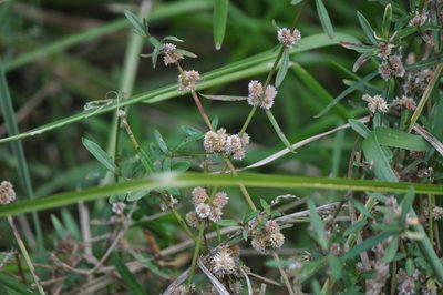 Alternanthera nahui, photographed by Stephen Thorpe