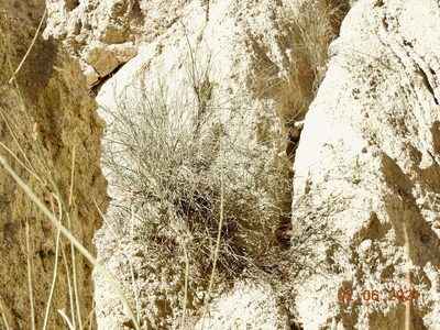 Hoffmannseggia microphylla, photographed by Diana