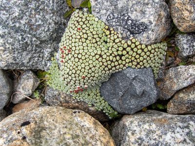 Raoulia buchananii, photographed by Possums' End