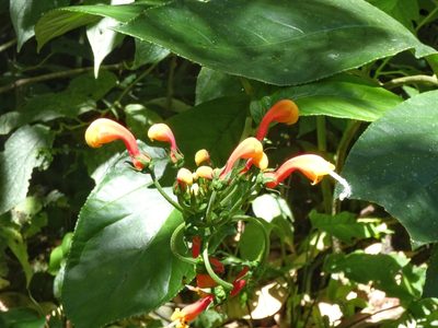 Centropogon granulosus, photographed by Kai Squires