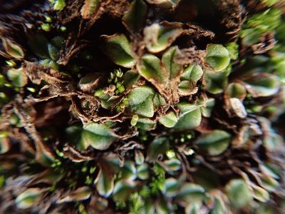 Riccia campbelliana, photographed by Millie Basden