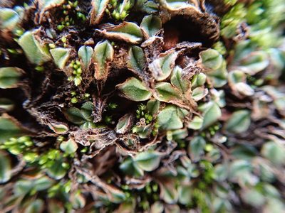 Riccia campbelliana, photographed by Millie Basden