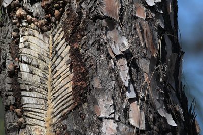 Pinus roxburghii, photographed by Ramnarayan K