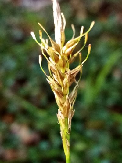 Carex edura, photographed by Joe Potter Butler