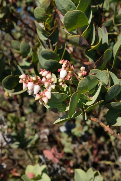 Arctostaphylos gabilanensis, photographed by paulexcoff